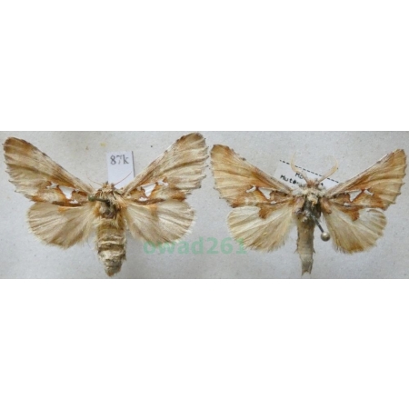 Spatalia argentina (Denis & Schiffermüller, 1775) pair Naramiennica srebrnica Czech87k